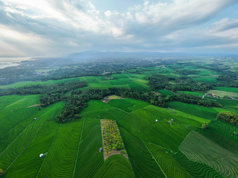 Aerial view of Soka Rice Field with vibrant green rice terraces lush tropical trees and dramatic sunbeams breaking through clouds in Selemadeg Bali Indonesia.