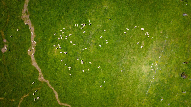 Aerial view of a flock of sheep grazing in a lush green pasture in the rural landscape of Coyhaique Aysen Chile. Aerial view of a flock of sheep grazing in a lush green pasture in the rural landscape of Coyhaique Aysen Chile.
