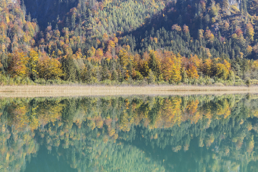 View of Offensee lake reflecting the bright autumn colors of a dense forest on the mountain slopes Ebensee Upper Austria Austria. View of Offensee lake reflecting the bright autumn colors of a dense forest on the mountain slopes Ebensee Upper Austria Austria.