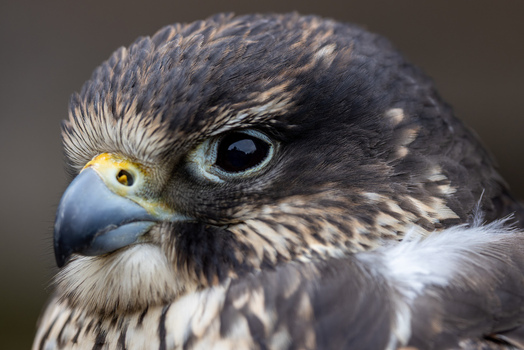 View of a falcon showing detailed brown and white feathers and a sharp beak in Selestat Grand Est France.
