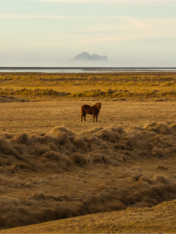 Aerial view of an Icelandic horse standing in a vast golden field with distant mountains under a soft sky in Hvolsvollur Rangarthing eystra Iceland.