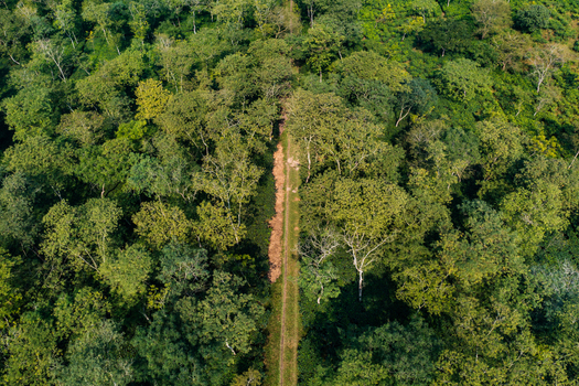 Aerial view of a lush green tea garden with a narrow dirt path cutting through the dense foliage in Panchagarh Rangpur Division Bangladesh. Aerial view of a lush green tea garden with a narrow dirt path cutting through the dense foliage in Panchagarh Rangpur Division Bangladesh.