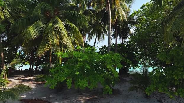 Aerial view of lush palm trees and tropical vegetation on a beach Maldives. Aerial view of lush palm trees and tropical vegetation on a beach Maldives.