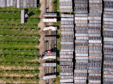 Aerial view of workers drying noodles on racks in a field in Polanharjo Central Java Indonesia.