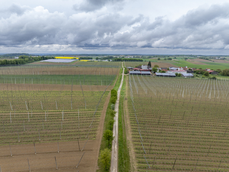 Aerial view of hop gardens with wooden poles a central dirt path and a small farm cluster under a cloudy sky in Aiglsbach Bavaria Germany.