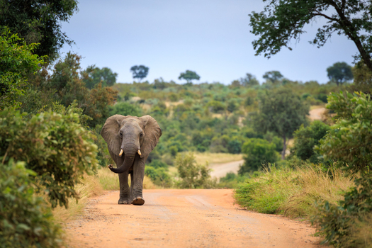 View of an African elephant walking along a dirt road surrounded by lush green trees and savanna vegetation in Kruger National Park Skukuza Mpumalanga South Africa. View of an African elephant walking along a dirt road surrounded by lush green trees and savanna vegetation in Kruger National Park Skukuza Mpumalanga South Africa.