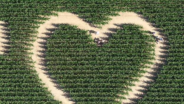 Aerial view of heart shaped corn maze at Labyrinthis France.
