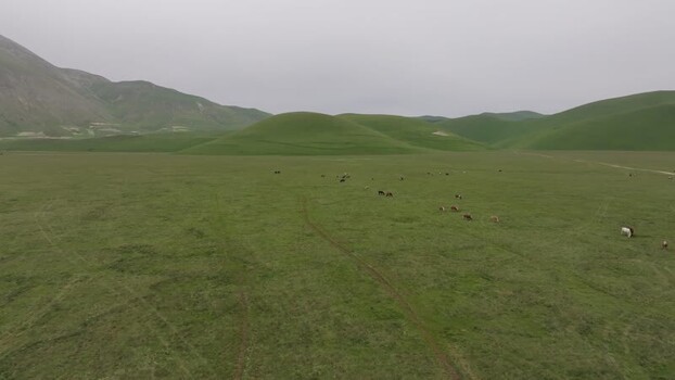 Aerial view of horses grazing in the Piana di Castelluccio Italy.
