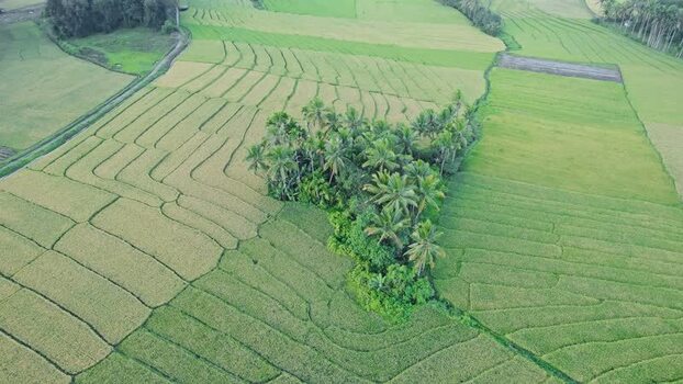 Aerial view of terraced rice fields and palm trees Indonesia. Aerial view of terraced rice fields and palm trees Indonesia.