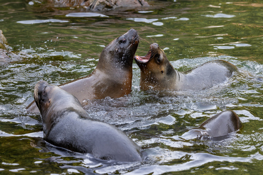 View of sea lions interacting and splashing in a pool with dark green water Mulhouse Grand Est France.