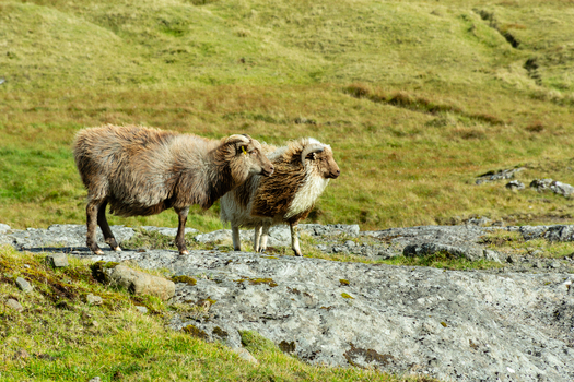 View of two sheep standing on a rocky grassy hillside in the Faroe Islands. View of two sheep standing on a rocky grassy hillside in the Faroe Islands.