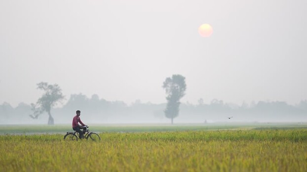 View of a man riding a bicycle through misty rice fields Bangladesh.