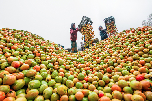 Bogura Bangladesh 05 January 2023 View of workers pouring fresh tomatoes from plastic crates onto massive piles at a local wholesale market. Bogura Bangladesh 05 January 2023 View of workers pouring fresh tomatoes from plastic crates onto massive piles at a local wholesale market.