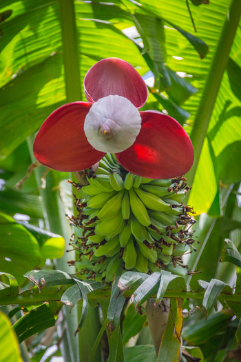 View of a vibrant red banana flower and a cluster of green bananas hanging from a banana plant with large lush leaves in Maui County Hawaii United States.