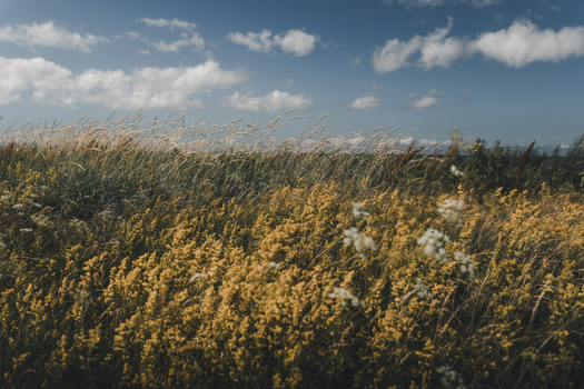 View of Vormsi island landscape featuring yellow wildflowers and tall grasses swaying in the breeze under a blue sky in Laane County Estonia.