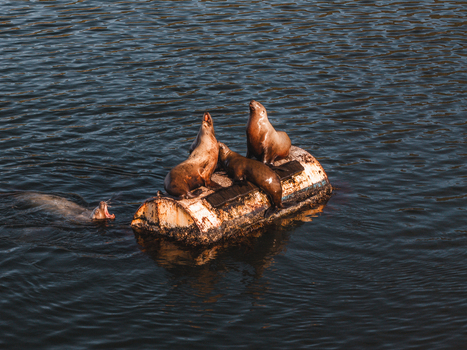 Aerial view of sea lions resting on a floating buoy in Captains Bay with one swimming in the dark water in Unalaska Alaska United States. Aerial view of sea lions resting on a floating buoy in Captains Bay with one swimming in the dark water in Unalaska Alaska United States.