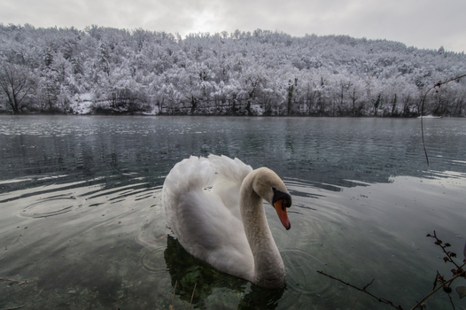 View of a white swan swimming in a calm lake with a snow covered forest in the background in Pievebovigliana Marche Italy. View of a white swan swimming in a calm lake with a snow covered forest in the background in Pievebovigliana Marche Italy.
