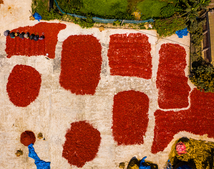 Bogura Rajshahi Division Bangladesh 06 March 2022 Aerial view of workers drying red chilies on a large concrete surface.