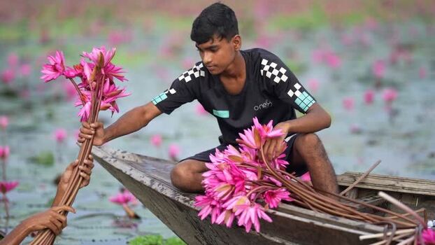 View of a man harvesting pink water lilies on a boat Bangladesh. View of a man harvesting pink water lilies on a boat Bangladesh.