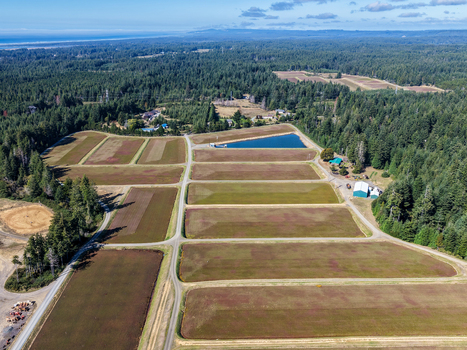 Aerial view of cranberry bogs surrounded by dense evergreen forests and rural landscape in Bandon Oregon United States. Aerial view of cranberry bogs surrounded by dense evergreen forests and rural landscape in Bandon Oregon United States.