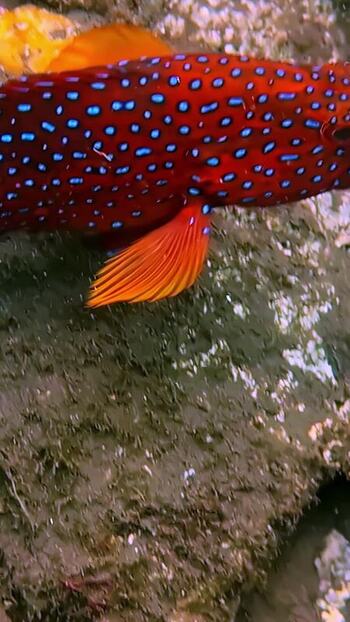 View of a vibrant coral grouper swimming near rocks in Indonesia. View of a vibrant coral grouper swimming near rocks in Indonesia.
