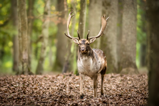 View of a fallow deer with large antlers standing on a forest floor covered with fallen autumn leaves in Debrzno Pomeranian Voivodeship Poland. View of a fallow deer with large antlers standing on a forest floor covered with fallen autumn leaves in Debrzno Pomeranian Voivodeship Poland.
