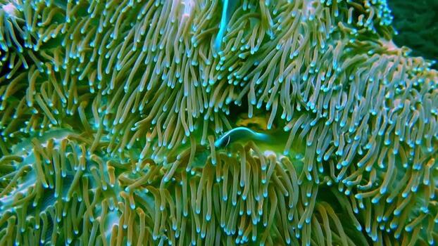 View of a clownfish in a sea anemone Indonesia.