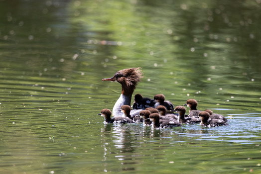 View of a female common merganser swimming on a pond with her ducklings on her back in Mulhouse Grand Est France.