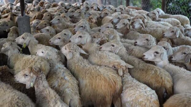 View of a large flock of sheep crowded in a pen Nepal.