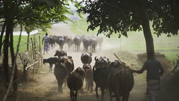 View of water buffaloes being driven along a dusty path Bangladesh. View of water buffaloes being driven along a dusty path Bangladesh.