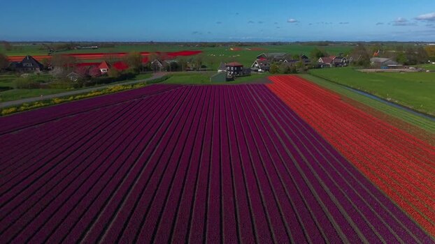 Aerial view of vibrant purple and red tulip fields Netherlands. Aerial view of vibrant purple and red tulip fields Netherlands.