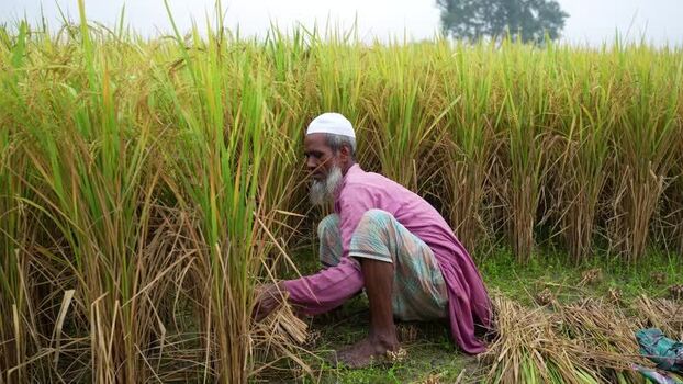 View of a farmer harvesting rice in a field Bangladesh. View of a farmer harvesting rice in a field Bangladesh.