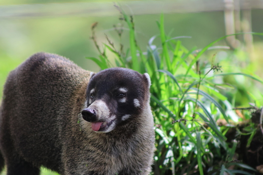 View of a wild coati with its tongue playfully out amidst the vibrant greenery of the Costa Rican landscape Quepos Puntarenas Province Costa Rica.