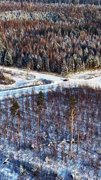 Aerial view of snowy forest with pine trees and road Latvia.