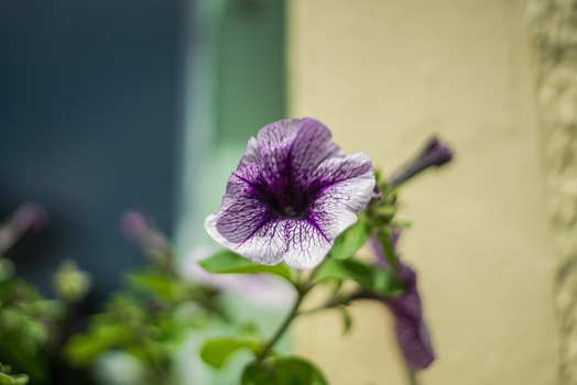 View of a purple and white petunia flower in bloom with green leaves against a blurred background in Looe Cornwall United Kingdom. View of a purple and white petunia flower in bloom with green leaves against a blurred background in Looe Cornwall United Kingdom.