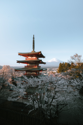 View of the vibrant red Chureito Pagoda rising through a sea of delicate cherry blossoms with Mount Fuji in the background Fujiyoshida Yamanashi Japan.