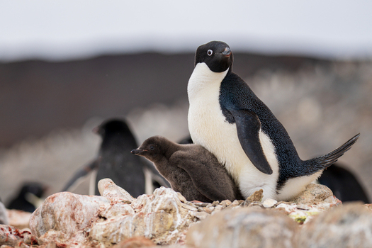 View of an adult Adelie penguin standing next to its fluffy brown chick on the rocky terrain of Paulet Island Antarctica. View of an adult Adelie penguin standing next to its fluffy brown chick on the rocky terrain of Paulet Island Antarctica.