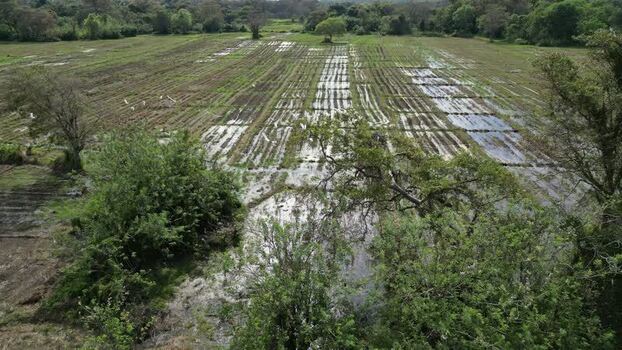 Aerial view of flooded agricultural fields in Sigiriya Sri Lanka.