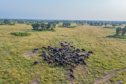 Aerial view of a large herd of African buffaloes grazing in the vast grassy savanna of Queen Elizabeth National Park near Katunguru Western Region Uganda.