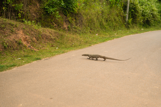 View of a large monitor lizard crossing a paved road surrounded by lush green tropical vegetation and a grassy embankment in Mirissa Southern Province Sri Lanka. View of a large monitor lizard crossing a paved road surrounded by lush green tropical vegetation and a grassy embankment in Mirissa Southern Province Sri Lanka.