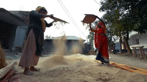 View of women winnowing grain in a rural village Bangladesh.