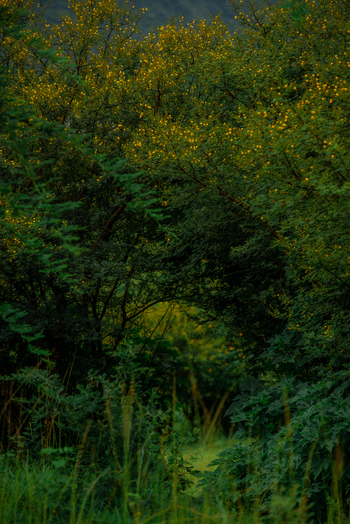 View of lush green trees with yellow blossoms in a dense natural forest setting in Jos North Plateau Nigeria. View of lush green trees with yellow blossoms in a dense natural forest setting in Jos North Plateau Nigeria.