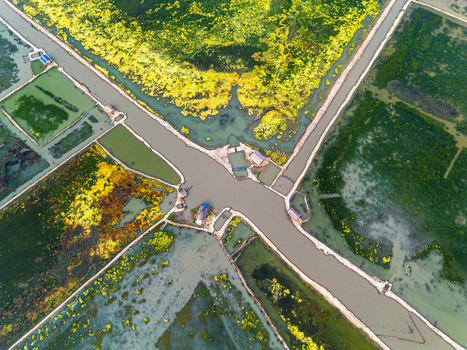 Aerial view of intricate water channels and vibrant green and yellow aquaculture ponds with small huts along the embankments in Gabura Union Khulna Division Bangladesh. Aerial view of intricate water channels and vibrant green and yellow aquaculture ponds with small huts along the embankments in Gabura Union Khulna Division Bangladesh.