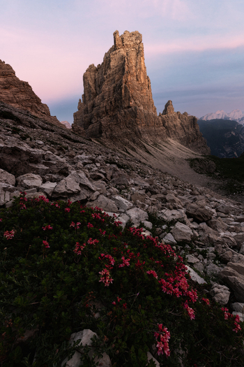 View of the Dolomites peaks with rocky slopes and blooming pink flowers under a soft twilight sky Trentino Alto Adige Italy. View of the Dolomites peaks with rocky slopes and blooming pink flowers under a soft twilight sky Trentino Alto Adige Italy.