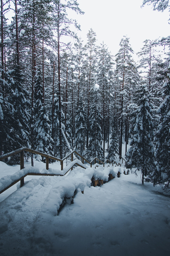View of Lahemaa National Park featuring a snow covered wooden staircase winding through a dense pine forest during winter in Estonia. View of Lahemaa National Park featuring a snow covered wooden staircase winding through a dense pine forest during winter in Estonia.