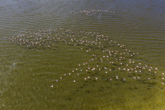 Aerial view of a pink flamingo flock gracefully takes flight over the tranquil waters of the salt flats creating a spectacle of color and movement San Pedro del Pinatar Region of Murcia Spain. Aerial view of a pink flamingo flock gracefully takes flight over the tranquil waters of the salt flats creating a spectacle of color and movement San Pedro del Pinatar Region of Murcia Spain.
