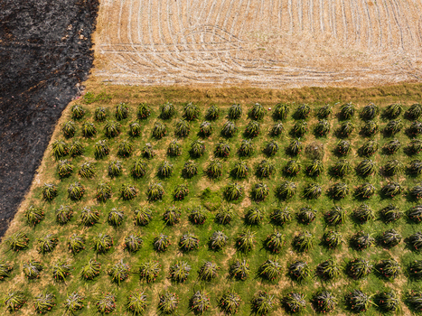 Aerial view of a dragon fruit farm with rows of plants next to a burnt field in Vietnam. Aerial view of a dragon fruit farm with rows of plants next to a burnt field in Vietnam.