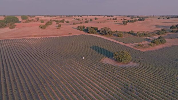 Aerial view of lavender fields in Brihuega Spain.