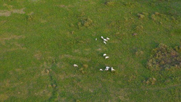Aerial view of sheep grazing in a green field Indonesia.