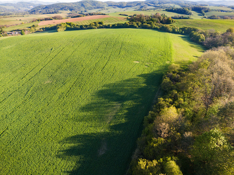 Aerial view of vibrant green agricultural fields and rolling hills bordered by a dense line of trees casting long shadows under soft sunlight in Cerin Banskobystricky kraj Slovakia. Aerial view of vibrant green agricultural fields and rolling hills bordered by a dense line of trees casting long shadows under soft sunlight in Cerin Banskobystricky kraj Slovakia.